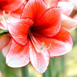 Jumbo Amaryllis Temptation -Plant Bargain Shop Jumbo Amaryllis Temptation 3