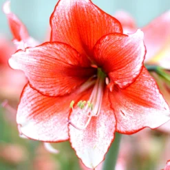 Jumbo Amaryllis Temptation -Plant Bargain Shop Jumbo Amaryllis Temptation 4