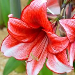 Jumbo Amaryllis Temptation -Plant Bargain Shop Jumbo Amaryllis Temptation 5