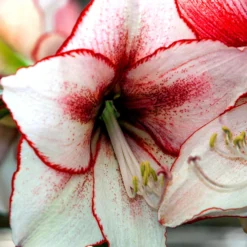 Jumbo Amaryllis Temptation -Plant Bargain Shop Jumbo Amaryllis Temptation 6