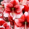 Jumbo Amaryllis Temptation