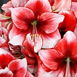 Jumbo Amaryllis Temptation