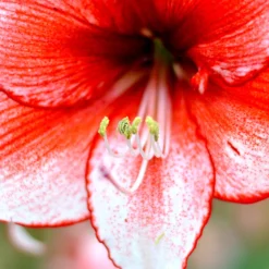 Jumbo Amaryllis Temptation -Plant Bargain Shop Jumbo Amaryllis Temptation 8