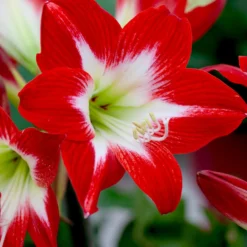 Jumbo Amaryllis Tres Chic
