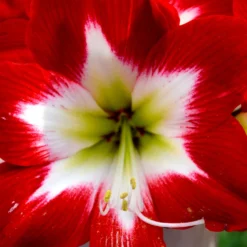Jumbo Amaryllis Tres Chic -Plant Bargain Shop Jumbo Amaryllis Tres Chic 3