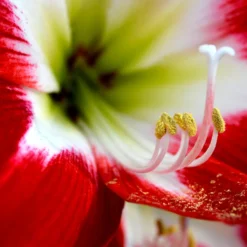 Jumbo Amaryllis Tres Chic -Plant Bargain Shop Jumbo Amaryllis Tres Chic 4