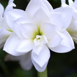 Jumbo Double Amaryllis White Nymph