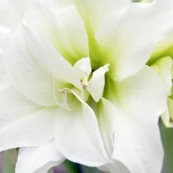 Jumbo Double Amaryllis White Nymph -Plant Bargain Shop Jumbo Amaryllis White Nymph 2