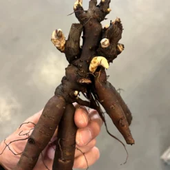 Peony Canary Brilliants 7 Peony Canary Brilliants -Plant Bargain Shop PeonyRoot 43e599f1 d9c9 4e84 a2ee 0922b71239a2 scaled