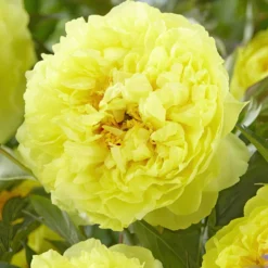 Peony Bartzella