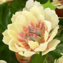 Peony Border Charm