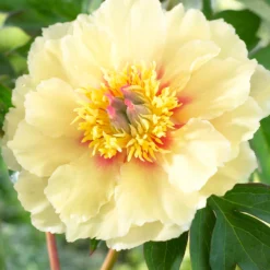 Peony Border Charm -Plant Bargain Shop Peony Border Charm 3