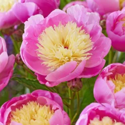 Peony Bowl Of Beauty