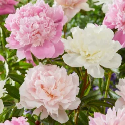 Peony Bridal Bouquet Collection