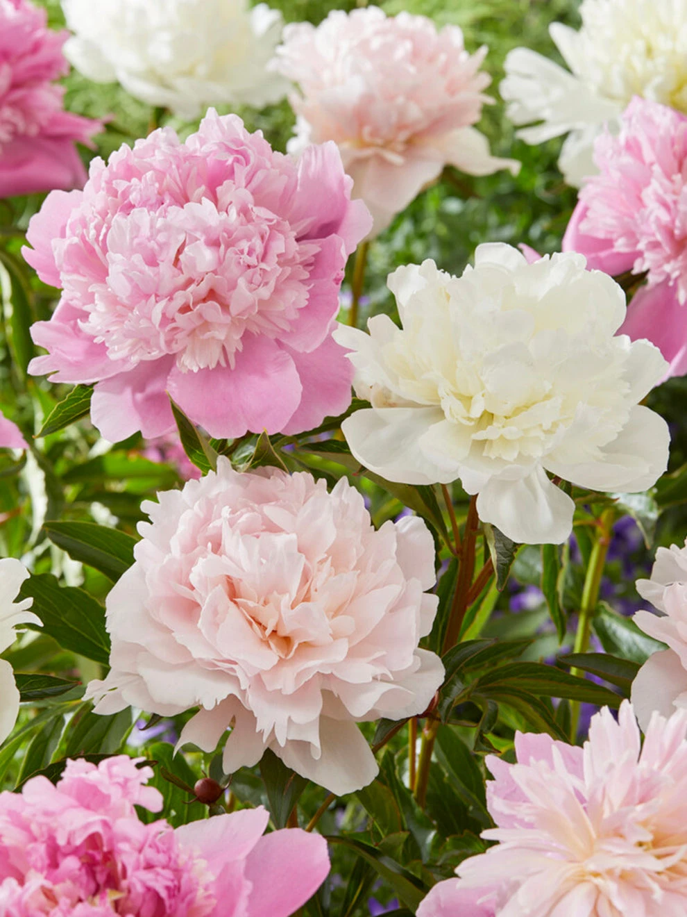 Peony Bridal Bouquet Collection 1 Peony Bridal Bouquet Collection