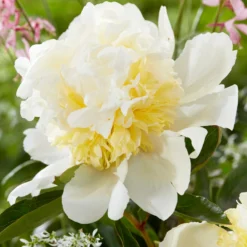 Peony Bridal Shower -Plant Bargain Shop Peony Bridal Shower 1