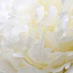 Peony Bridal Shower -Plant Bargain Shop Peony Bridal Shower 3