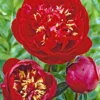 Peony Buckeye Belle