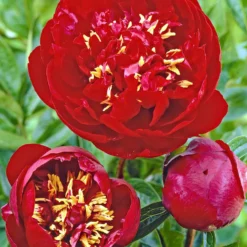 Peony Buckeye Belle