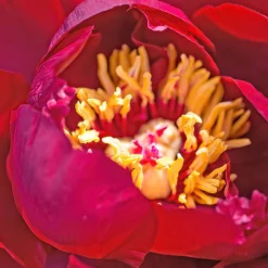 Peony Buckeye Belle -Plant Bargain Shop Peony Buckeye Belle 2