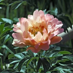 Peony Canary Brilliants 6 Peony Canary Brilliants -Plant Bargain Shop Peony Canary Brilliants 1 scaled