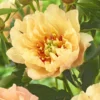 Peony Canary Brilliants