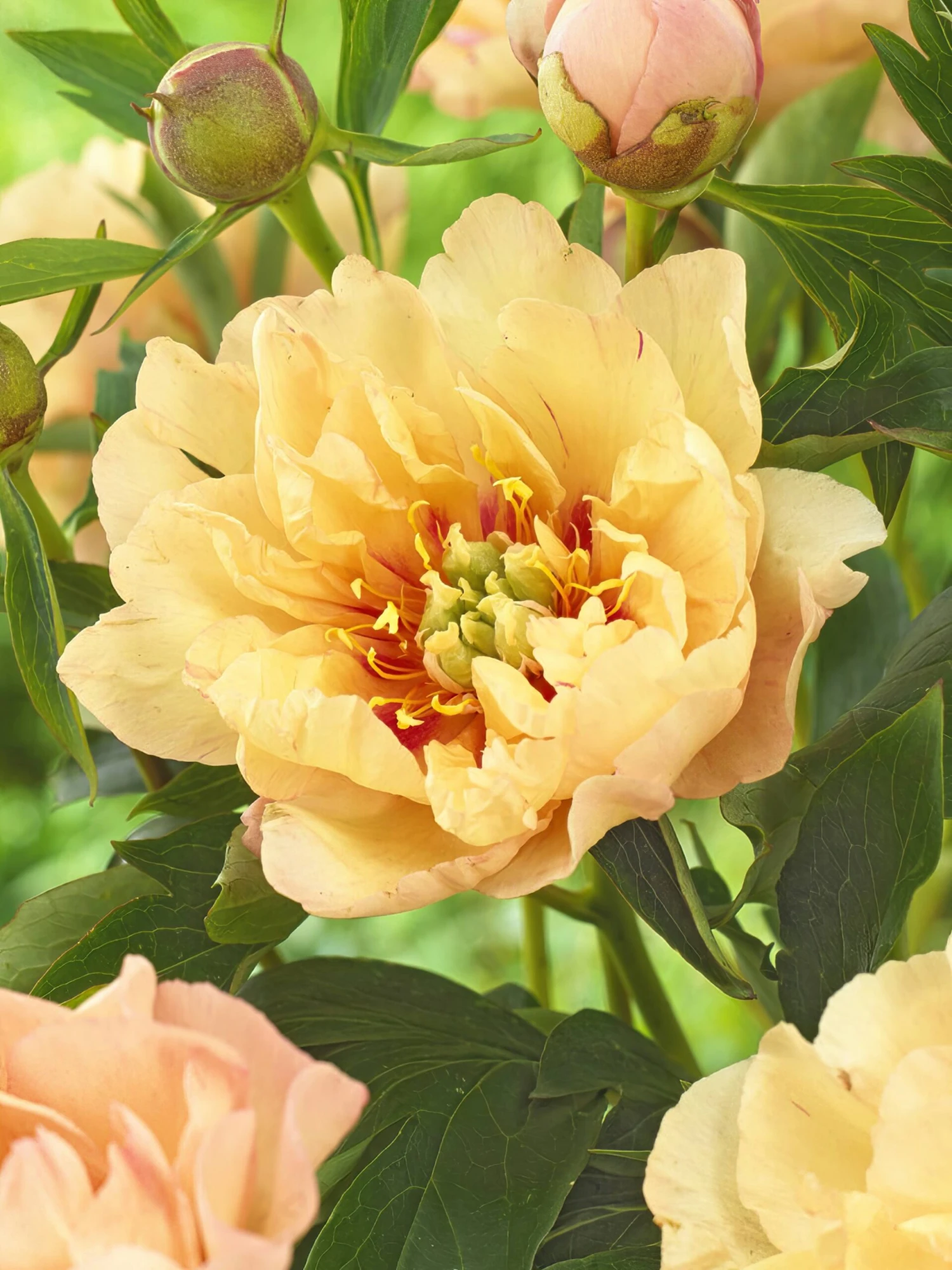 Peony Canary Brilliants 1 Peony Canary Brilliants