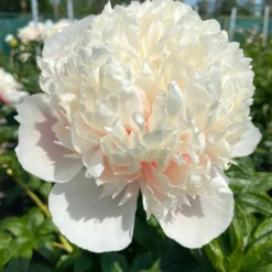 Peony Colonel Owen Cousins