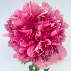 Peony Command Performance -Plant Bargain Shop Peony Command Performance 26