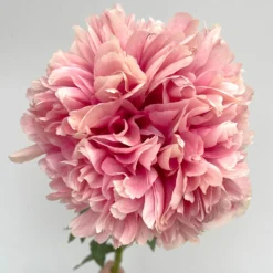 Peony Command Performance -Plant Bargain Shop Peony Command Performance 29