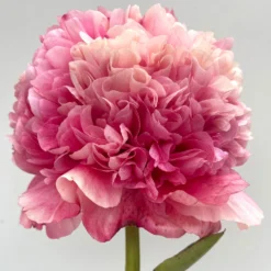 Peony Command Performance -Plant Bargain Shop Peony Command Performance 30