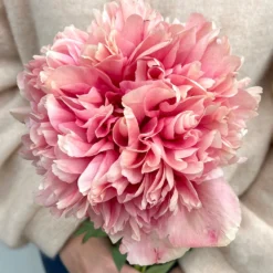 Peony Command Performance -Plant Bargain Shop Peony Command Performance 32