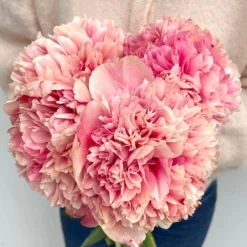 Peony Command Performance -Plant Bargain Shop Peony Command Performance 34