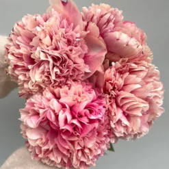 Peony Command Performance -Plant Bargain Shop Peony Command Performance 35