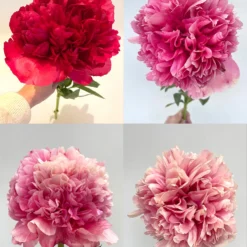 Peony Command Performance -Plant Bargain Shop Peony Command Performance Stages 2024 2