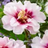 Peony Cora Louise