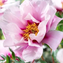 Peony Cora Louise -Plant Bargain Shop Peony Cora Louise 3