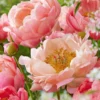 Peony Coral Charm