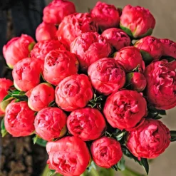 Peony Coral Sunset -Plant Bargain Shop Peony Coral Sunset 2