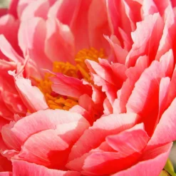 Peony Coral Sunset -Plant Bargain Shop Peony Coral Sunset 3