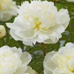 Peony Duchesse De Nemours