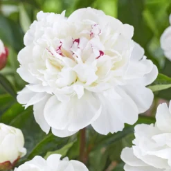 Peony Festiva Maxima