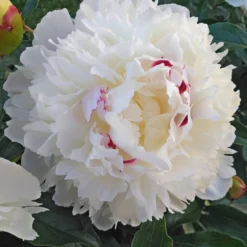 Peony Festiva Maxima -Plant Bargain Shop Peony Festiva Maxima 3 scaled