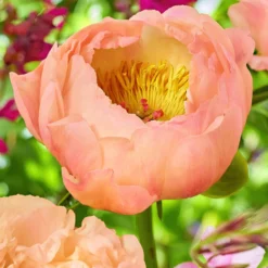 Peony Coral Beach (King's Day)