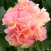 Peony Lois Choice