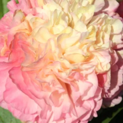 Peony Lois Choice -Plant Bargain Shop Peony Lois Choice 3