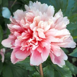 Peony Lorelei