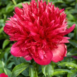 Peony Many Happy Returns