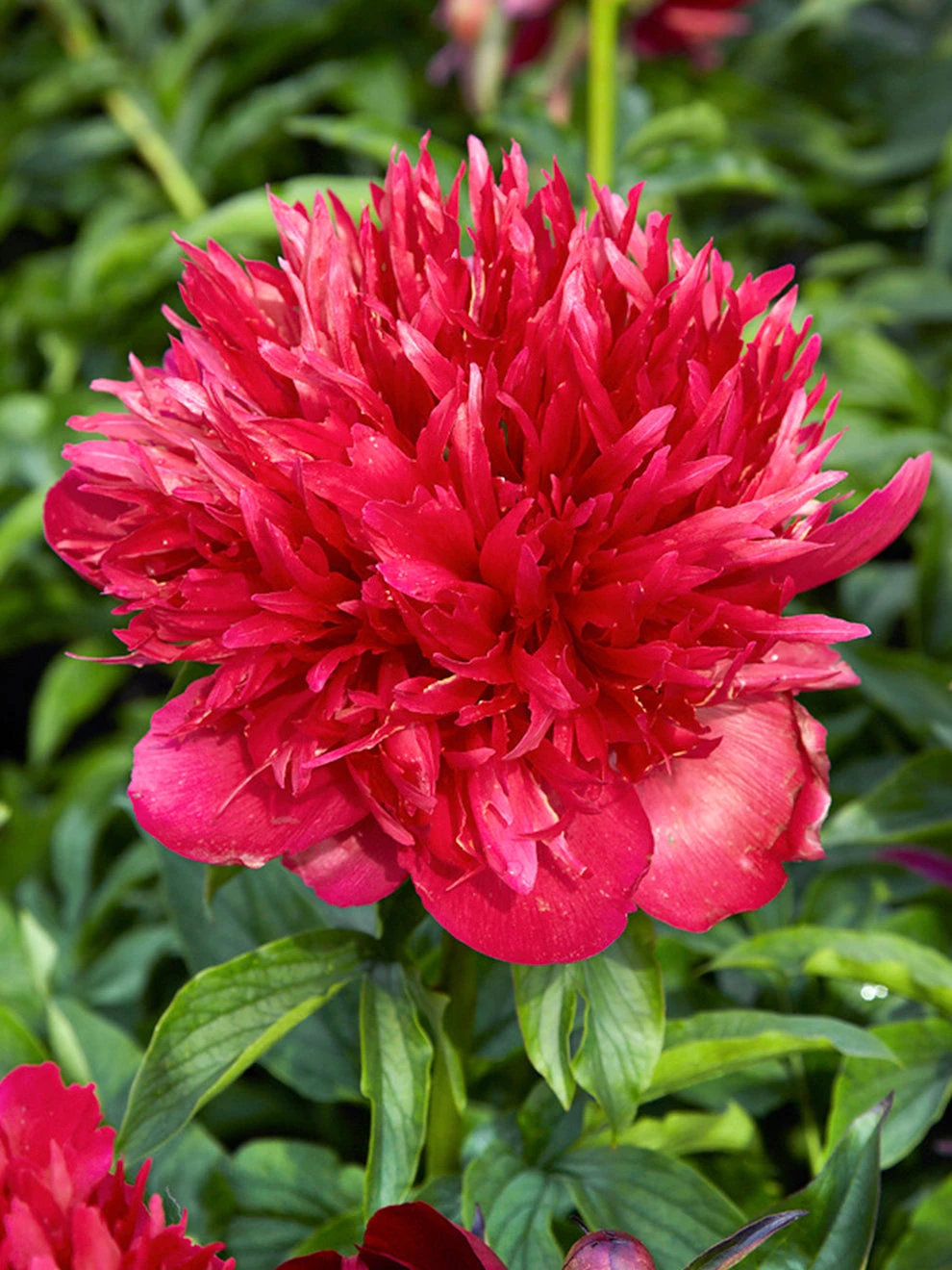 Peony Many Happy Returns 1 Peony Many Happy Returns