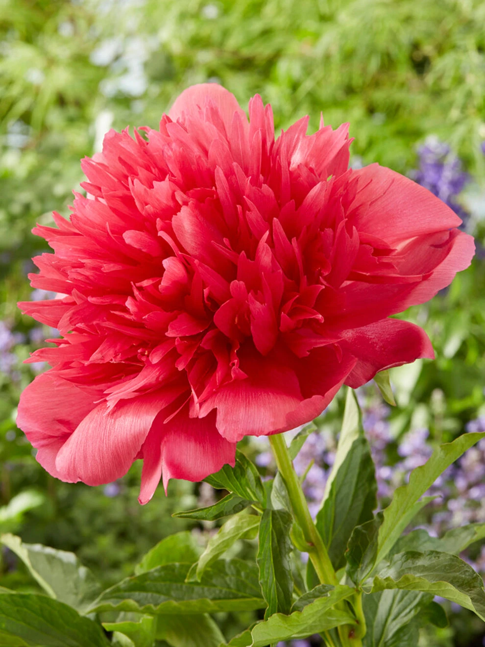 Peony Many Happy Returns 2 Peony Many Happy Returns - Image 2